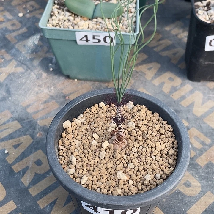 410GV豹纹弹簧草块根