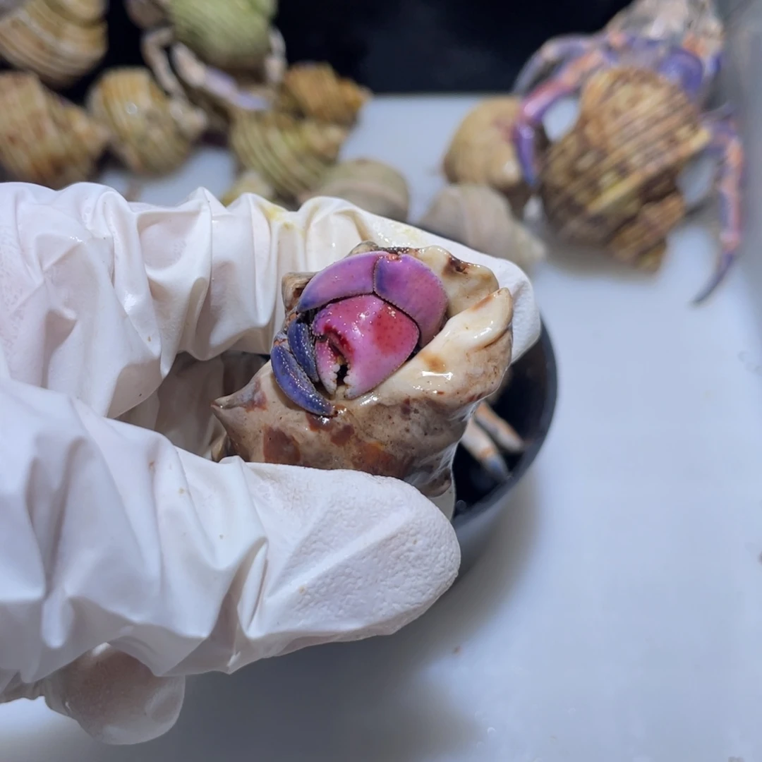 J7 紫陆2.0口浓郁粉蓝色