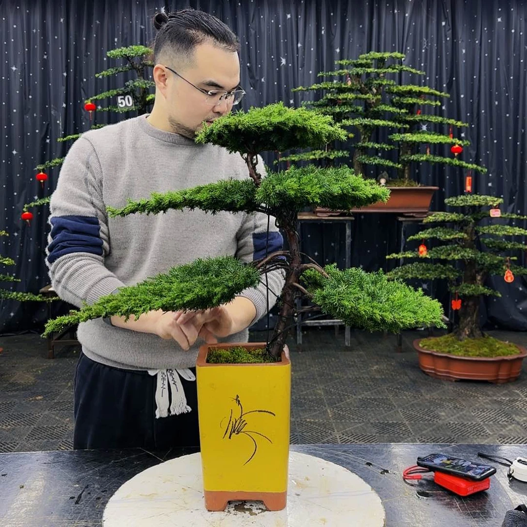 松树柏树造型盆景