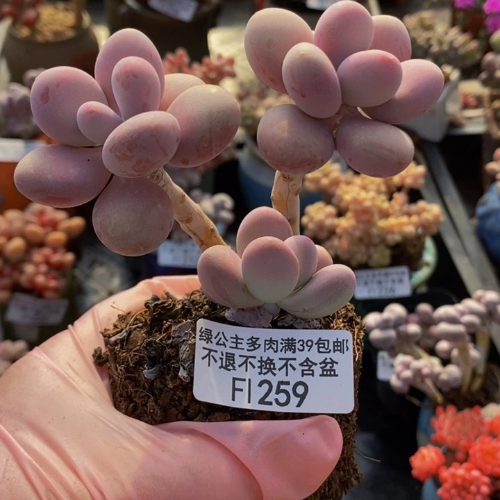 糖果桃蛋老桩259多肉植物