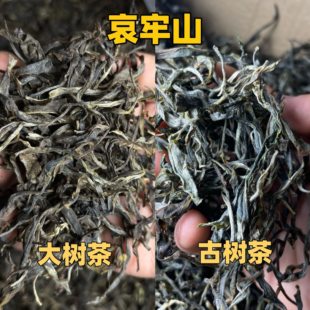 哀牢山【试喝套装】散茶 古树茶 VS 大树茶 品饮套装 2023年春茶
