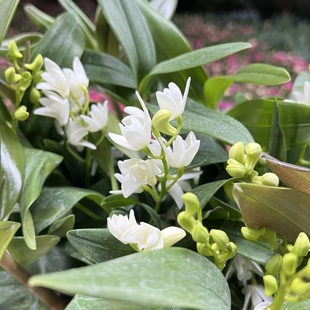 白狐香水石斛盆栽花卉花期长易爆花发货室内阳台美观易养护