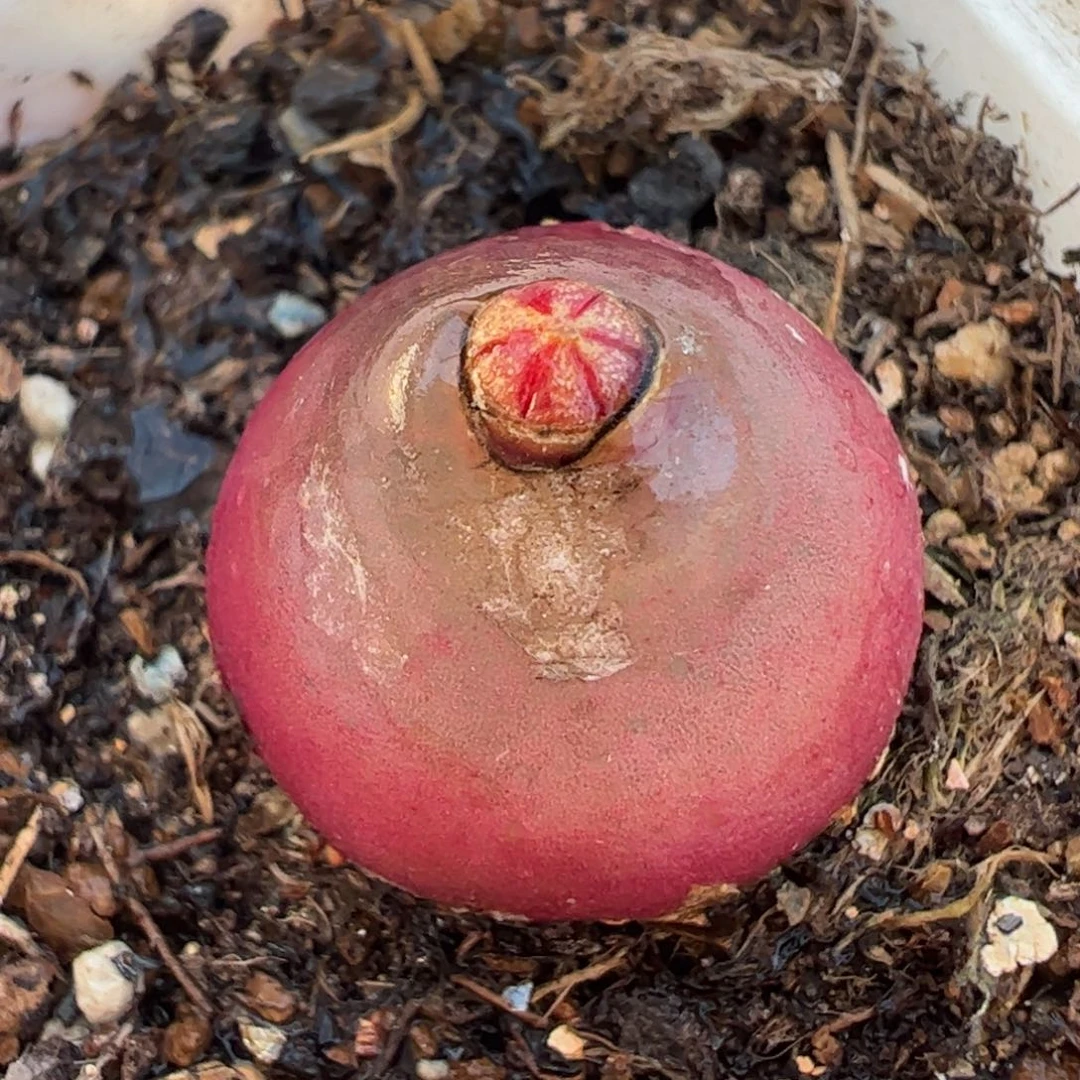 多肉植物百科785