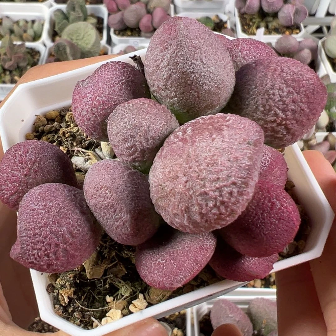 w红烧肉多肉植物水泡