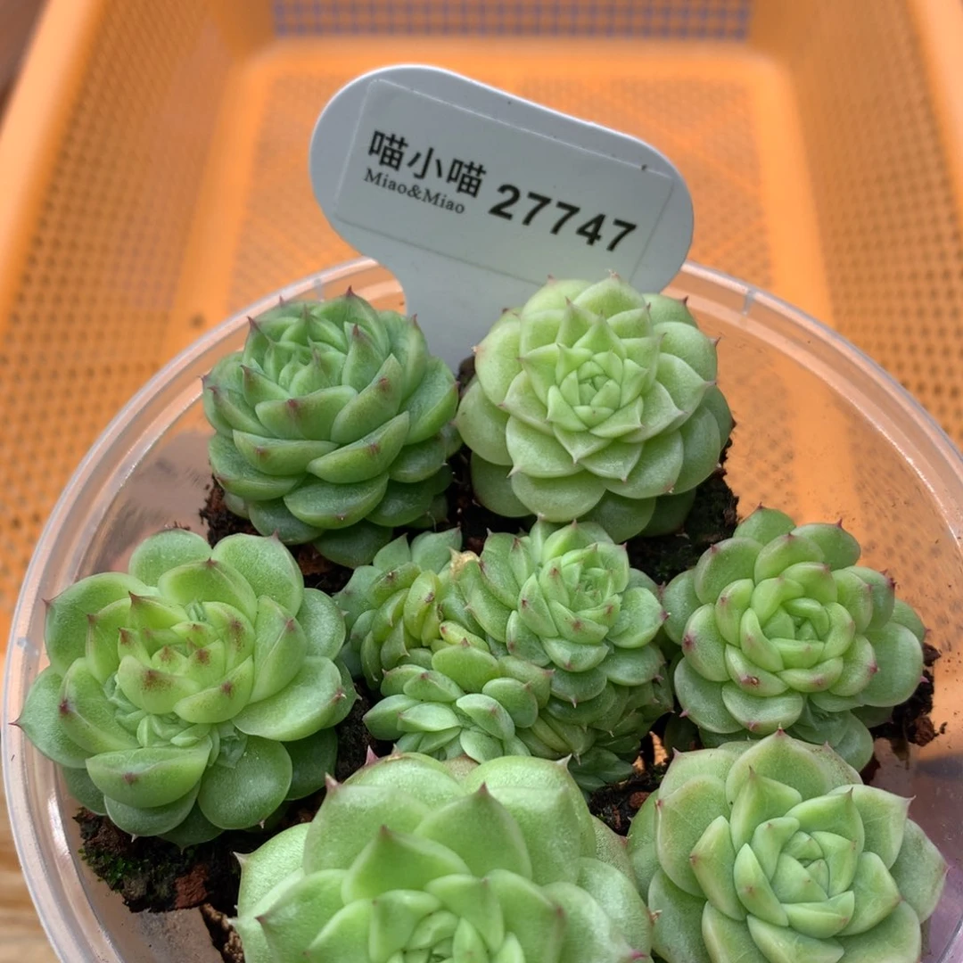 多肉植物麦秆珍妮