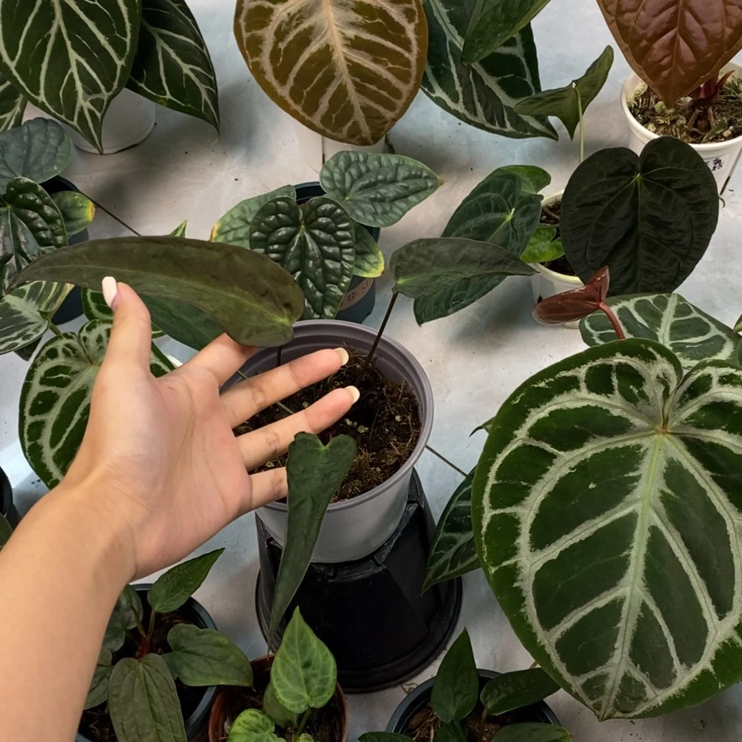 不开花植物细狗缀杹