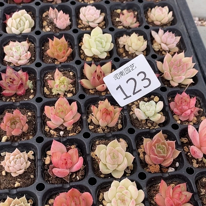 123 多肉植物盆栽花卉