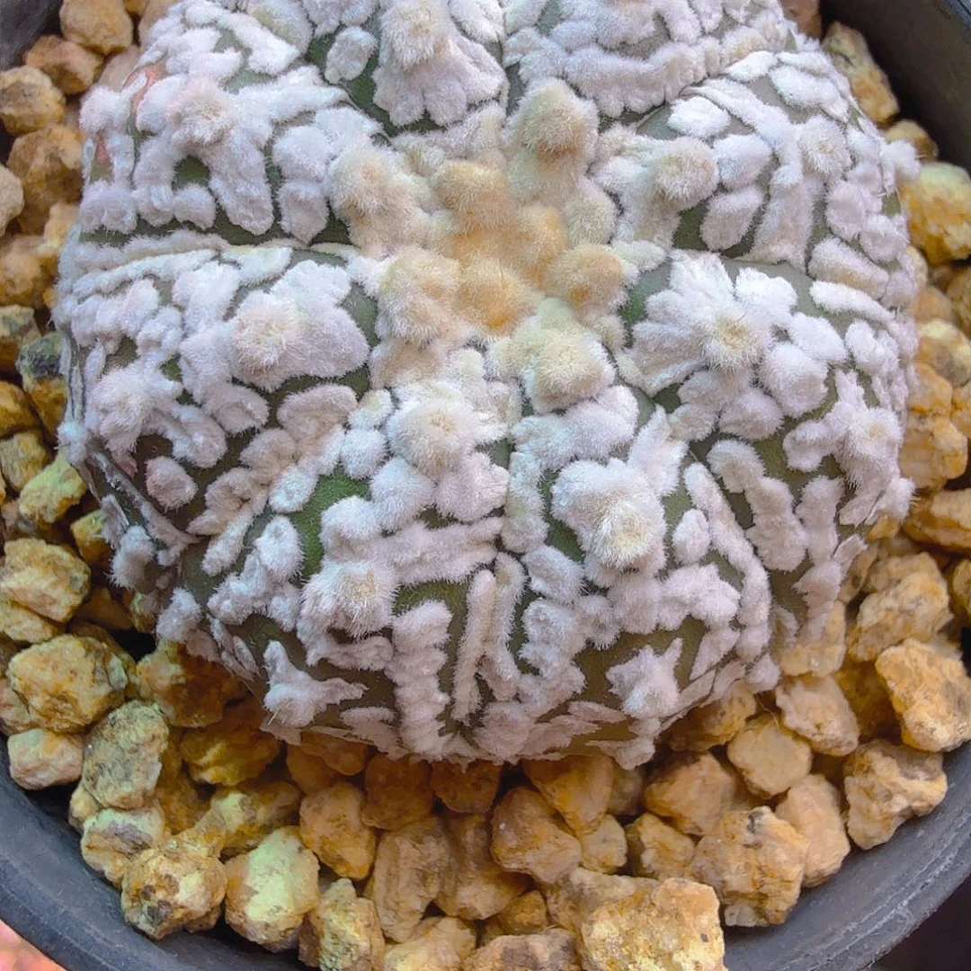 高绒浓白花园v日系实生多肉植物