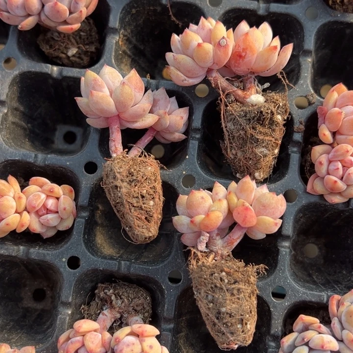 粉笔双头到手1颗量拍多肉满18元包邮下午发货