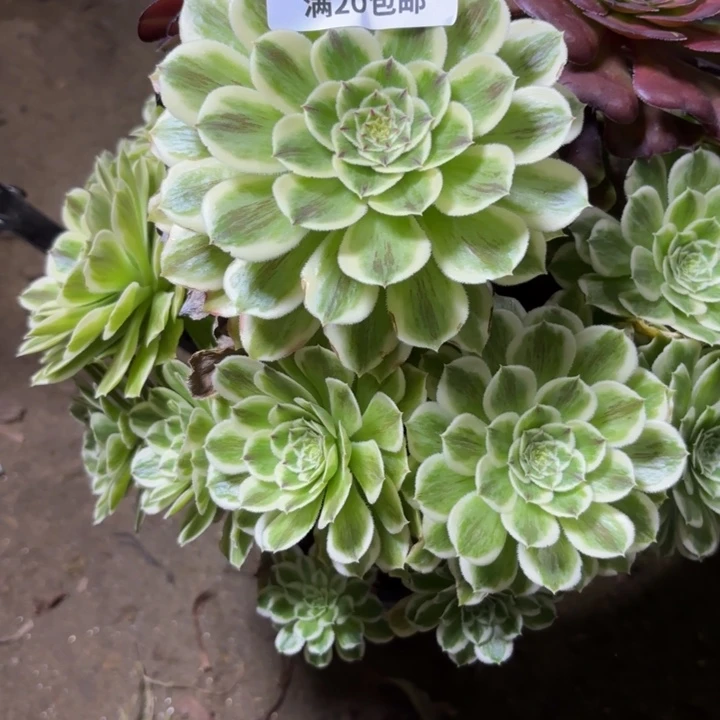 ?****?瑞妈一物一拍270