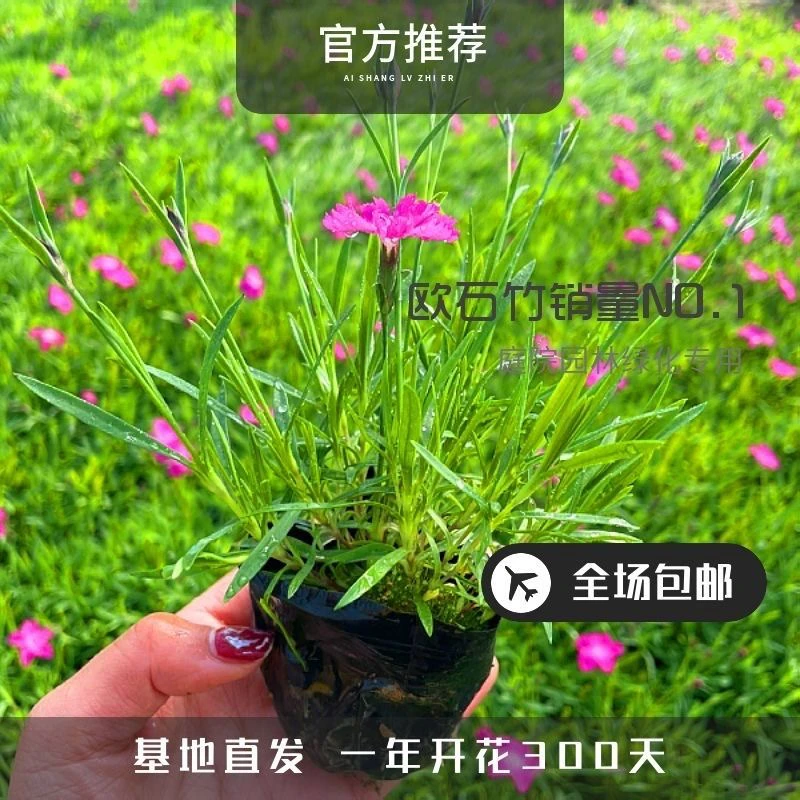 欧石竹初吻佛甲草一物一拍