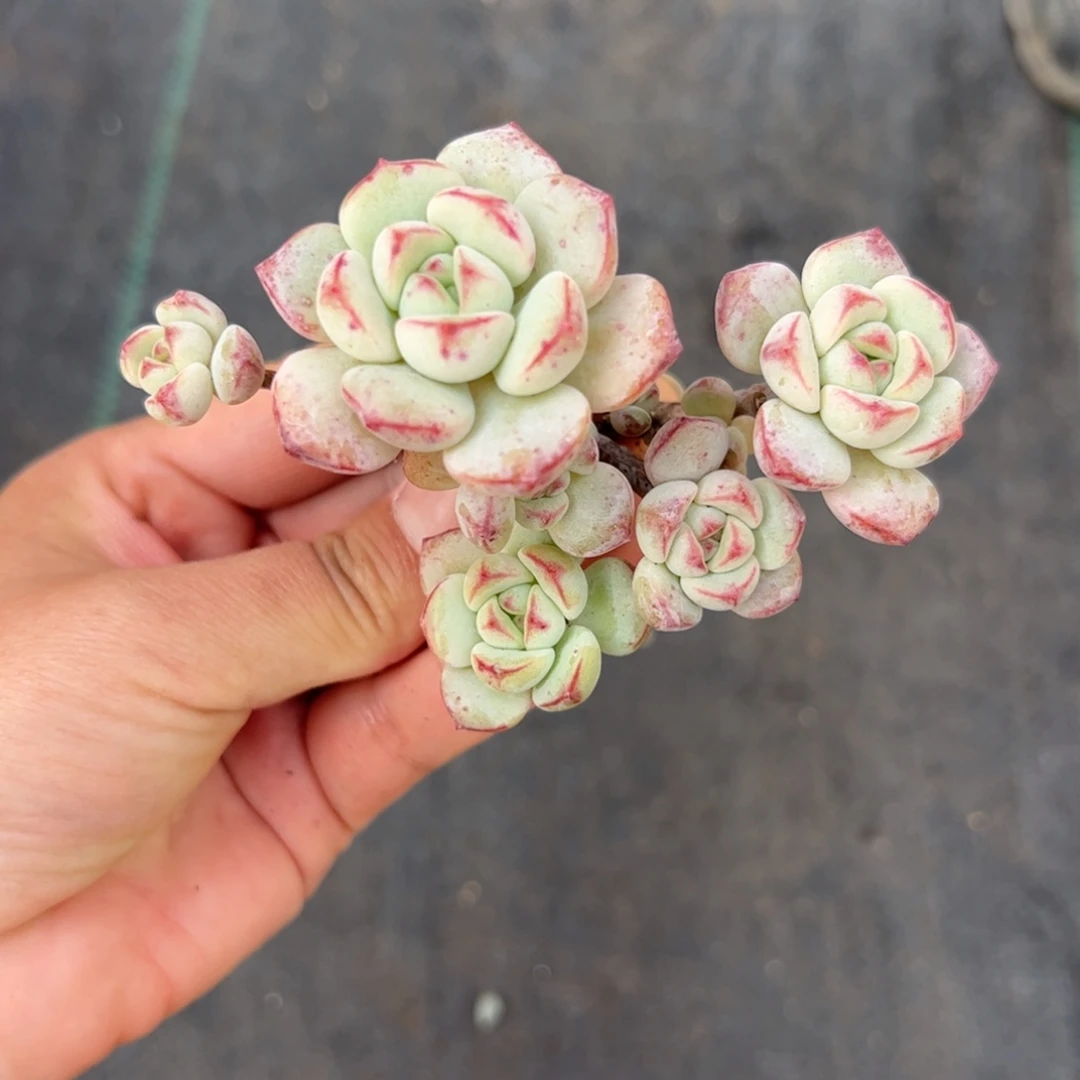 ៚***༗205 多肉植物组合盆栽