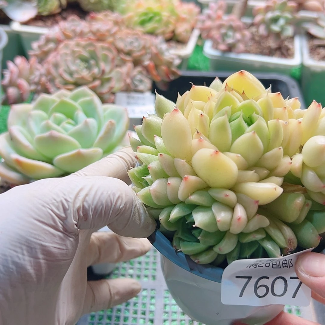 无花朵多肉一物一拍7607