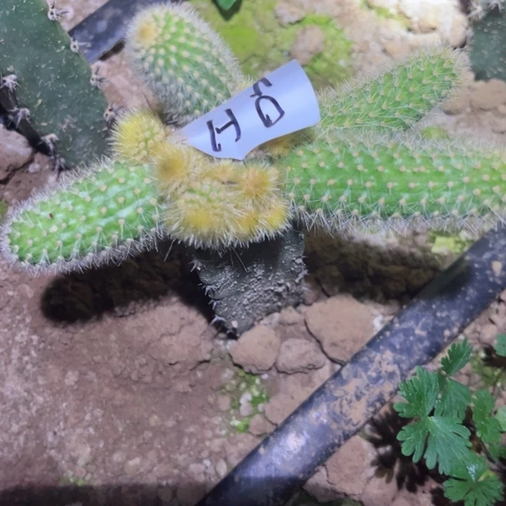 东*H6袖普嫁接金妞马尾38