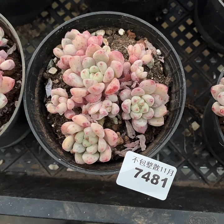 阿雅园艺。         7481蓝采和