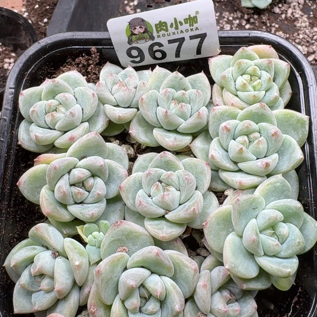 多肉植物多肉植物