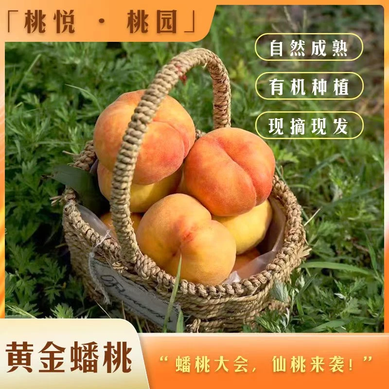 【黄金蟠桃】0农残黄金蟠桃树上熟应季水果香甜脆软两吃皮薄带绒毛