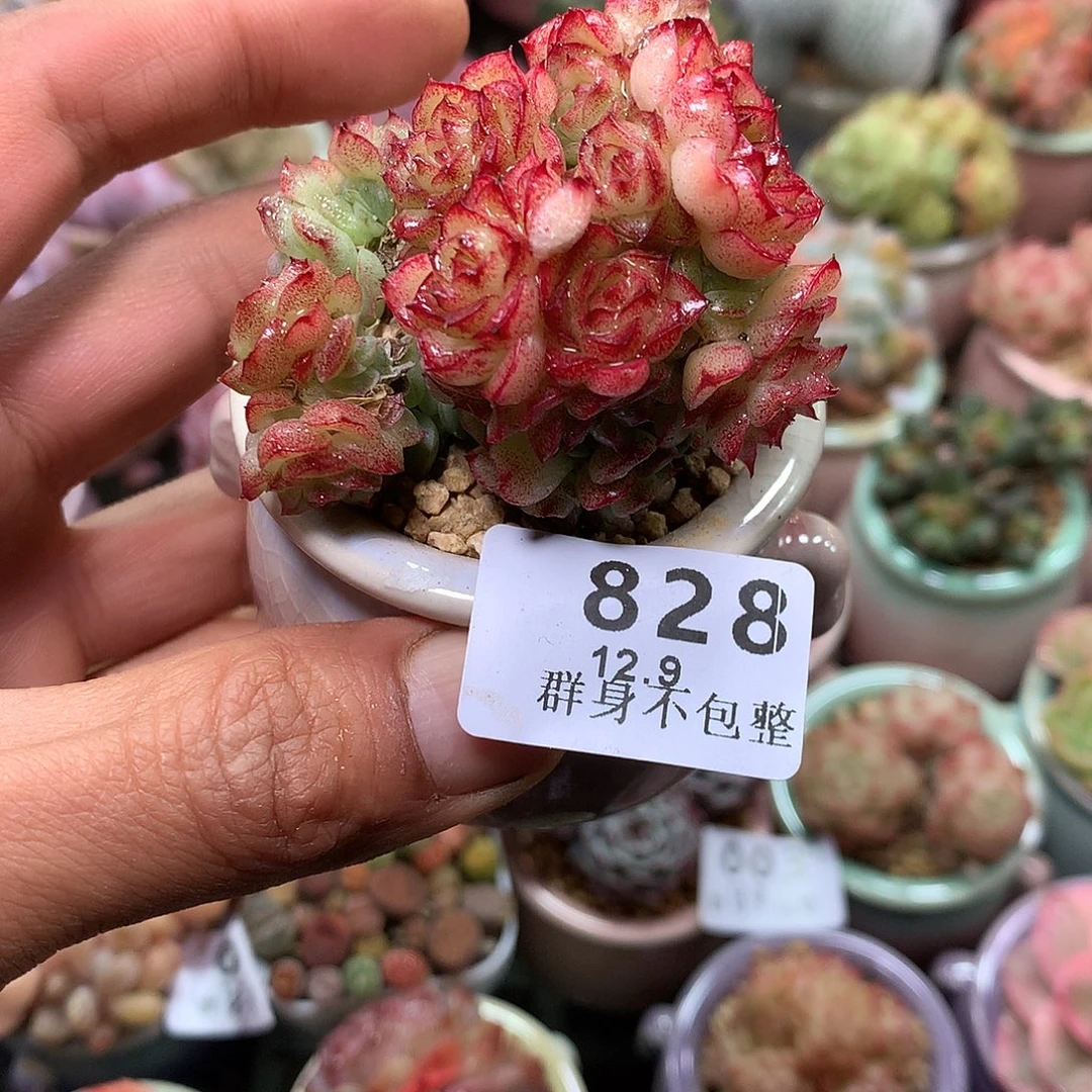 精控拇指盆12.9828