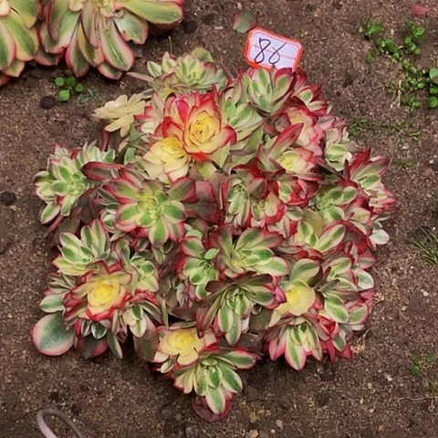 无**红荔枝补差价20元86号