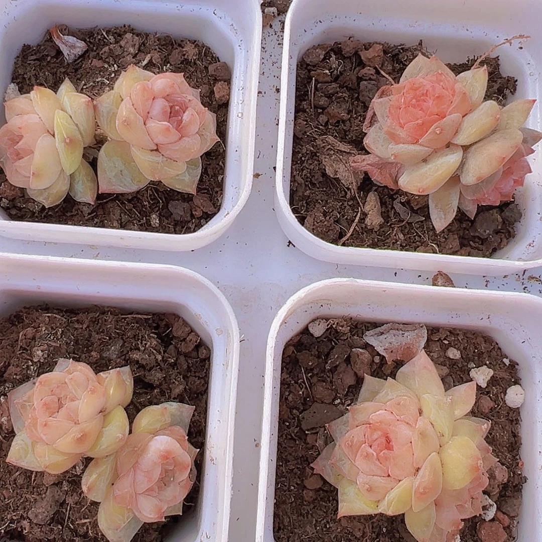 双头精品糖心老桩19包邮