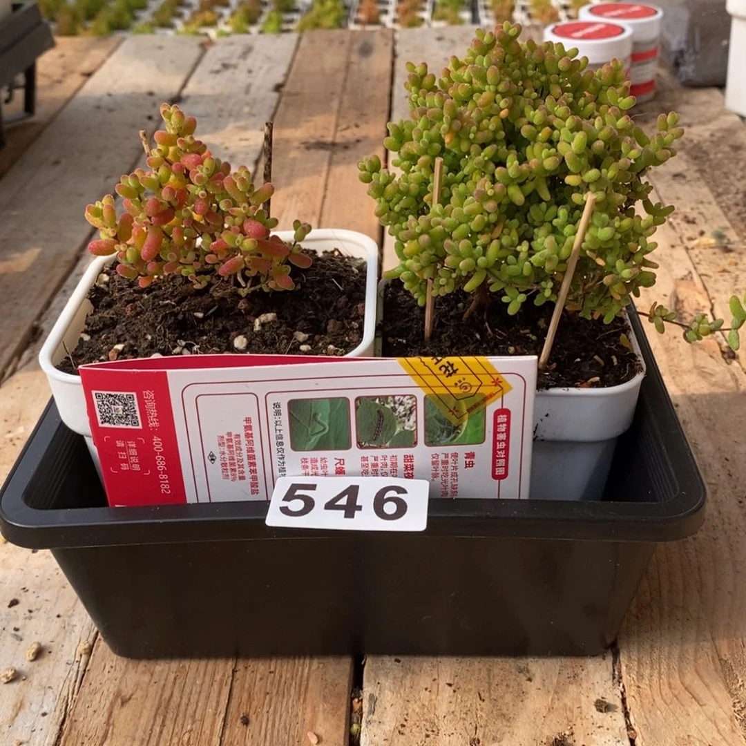 枝干番杏多肉植物546
