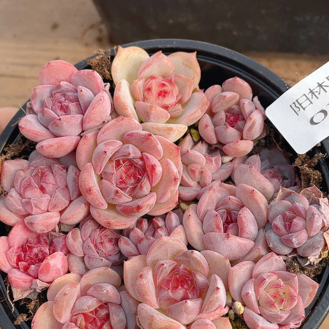 多肉植物多肉植物743