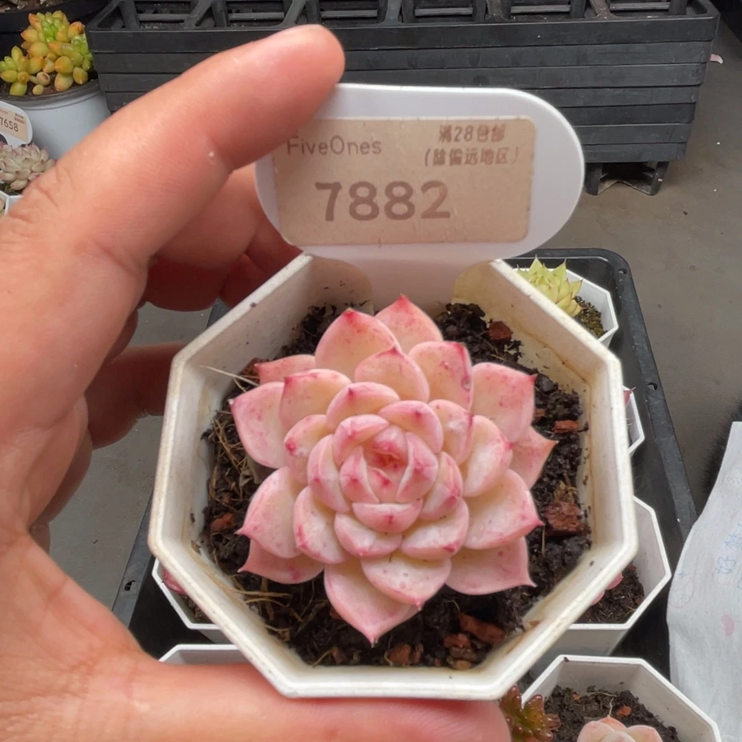 7883天鹅绒 4.5厘米