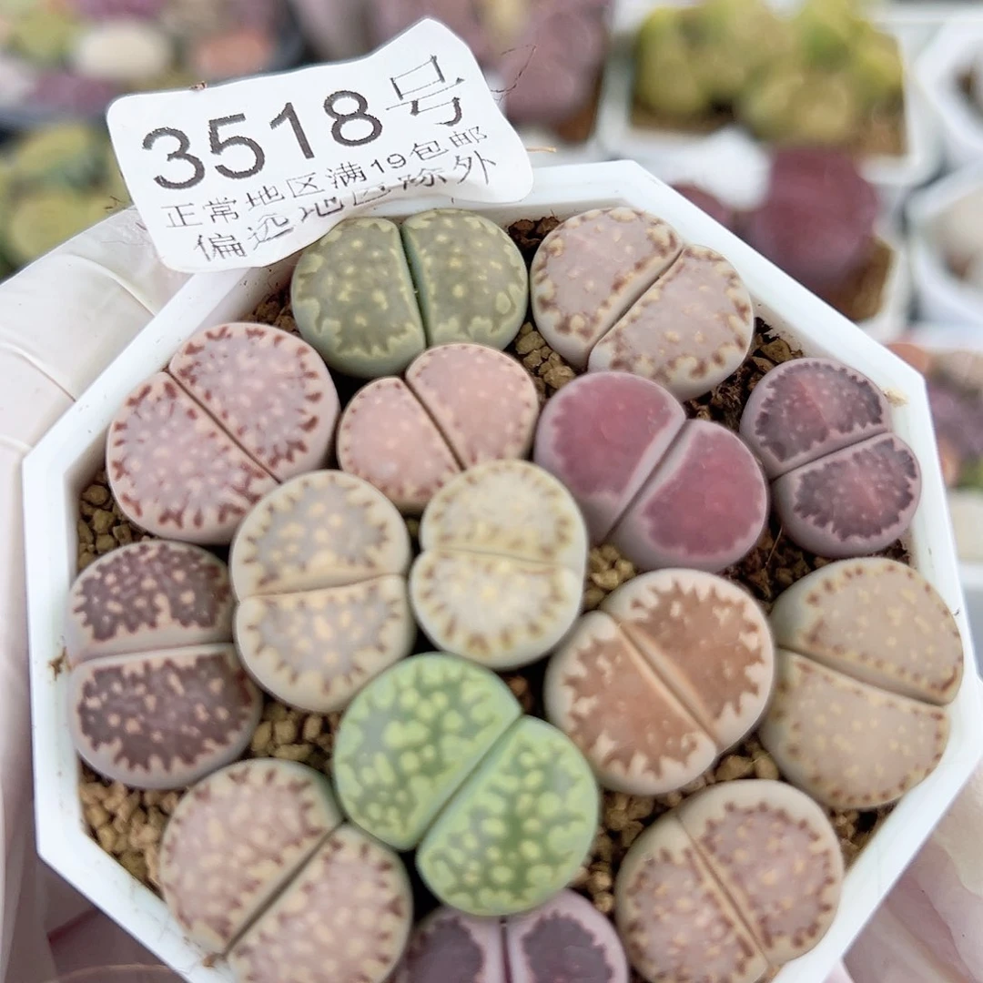 3518四年彩饼干15个1.5-2cm