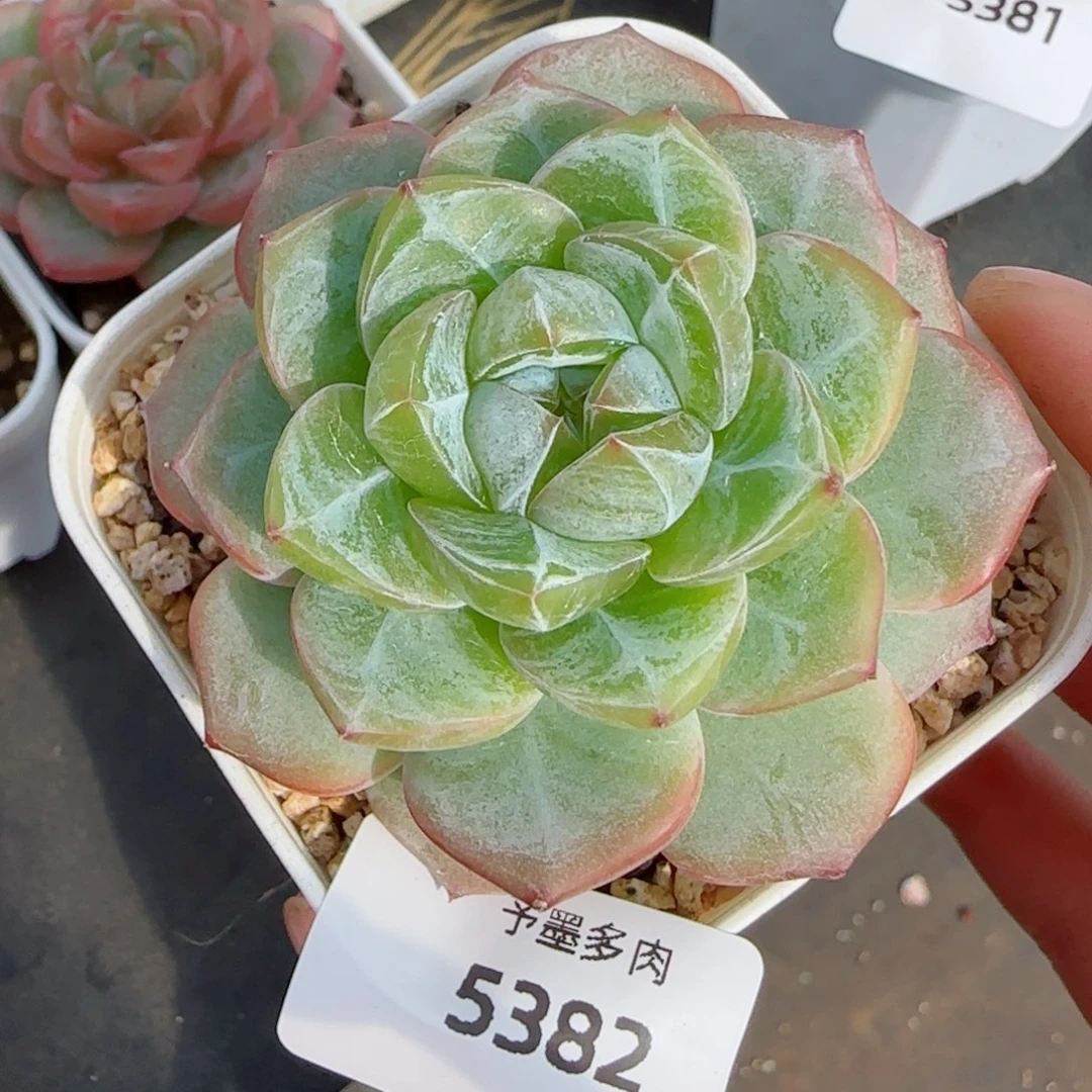 微光优选，5382多肉植物