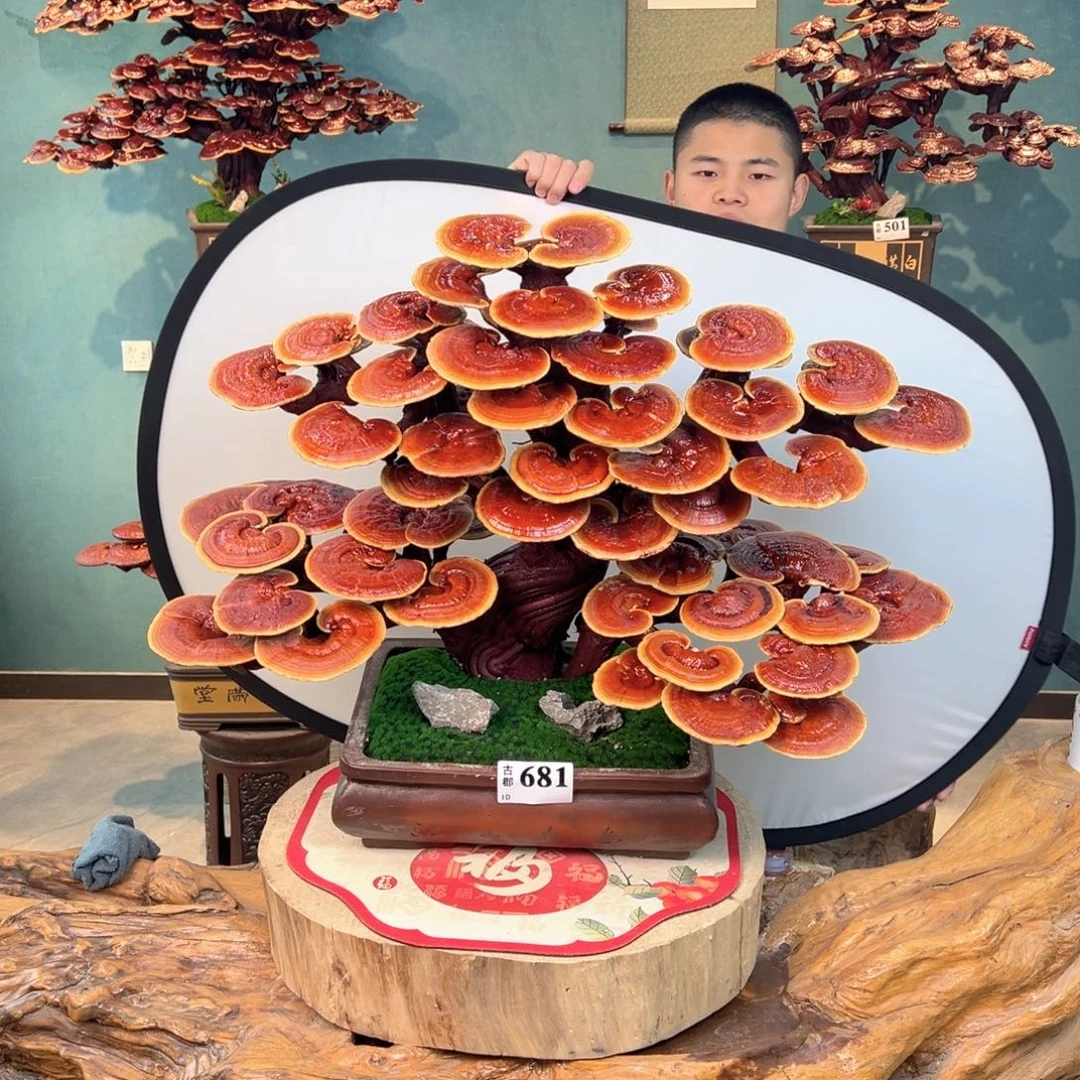 无花朵888888888888