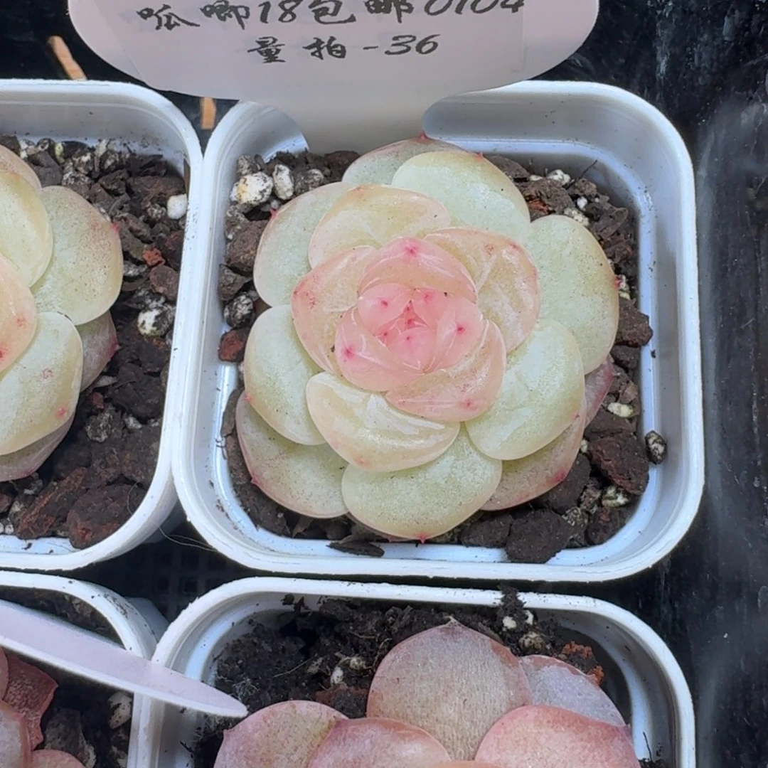 0104-36-芳草10一颗量拍