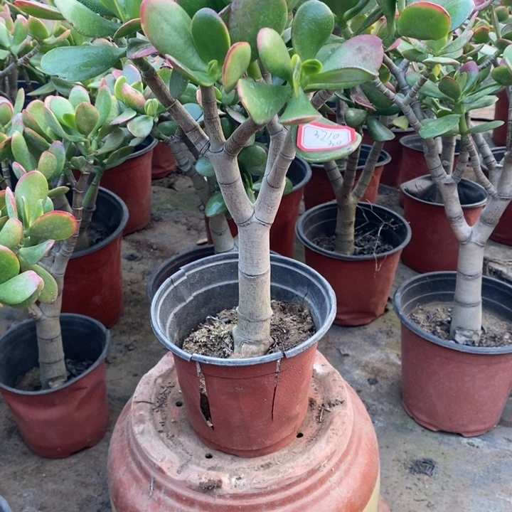 张***哥黄金花月一物一拍