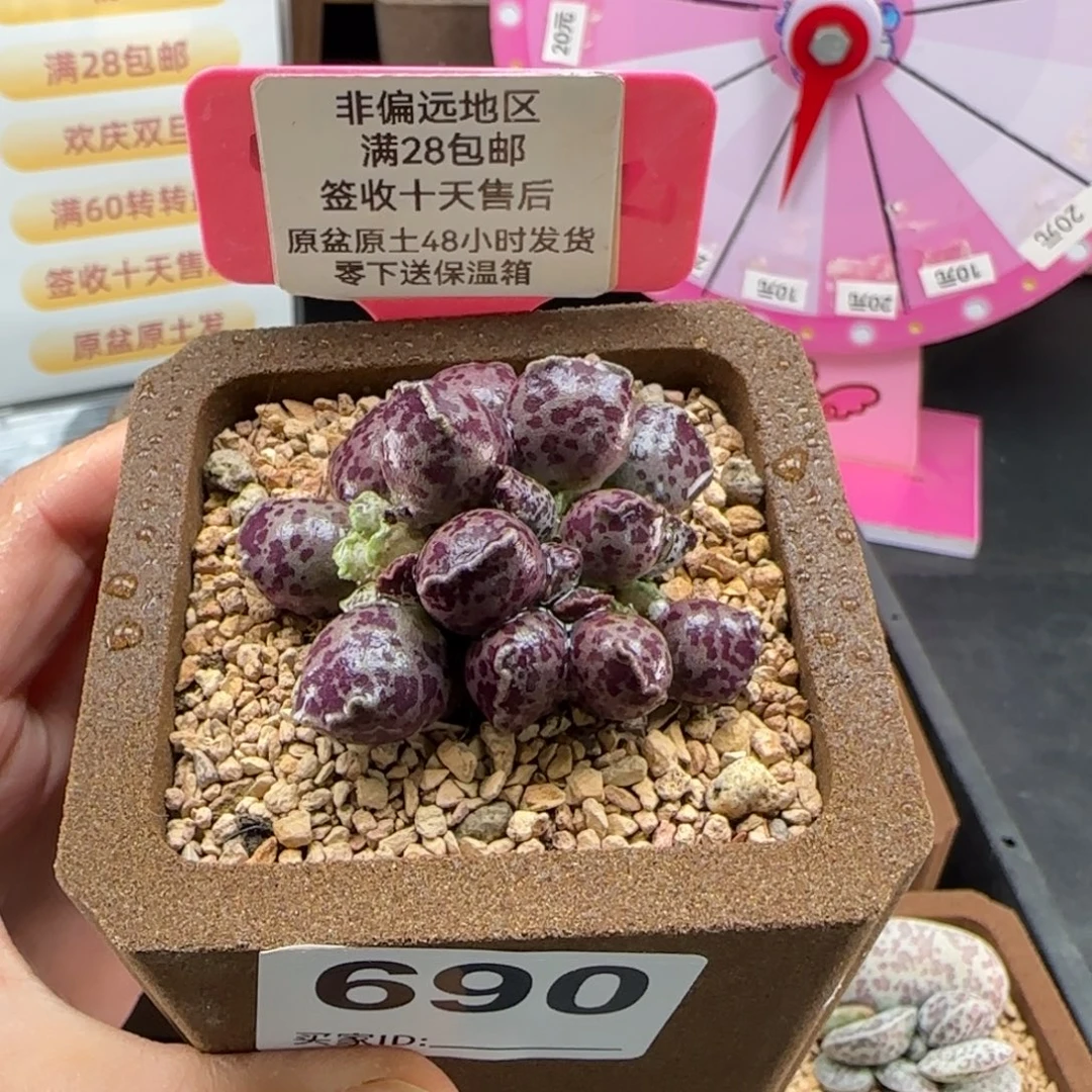 690达摩海豹多肉植物