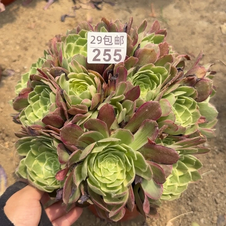 水蜜桃……多肉植物……