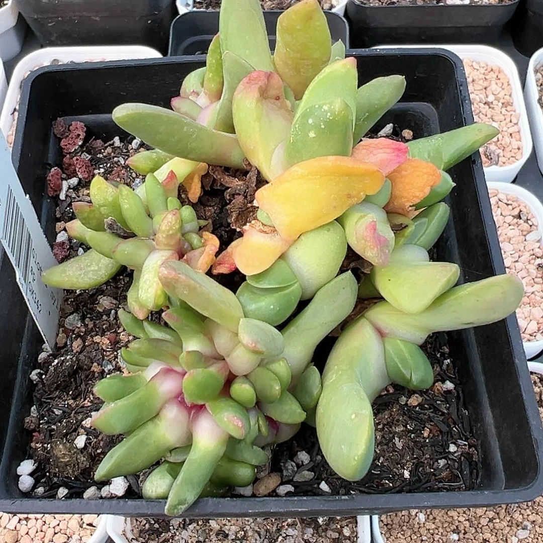 ?****?舌叶花属 缀化 多肉肉锥