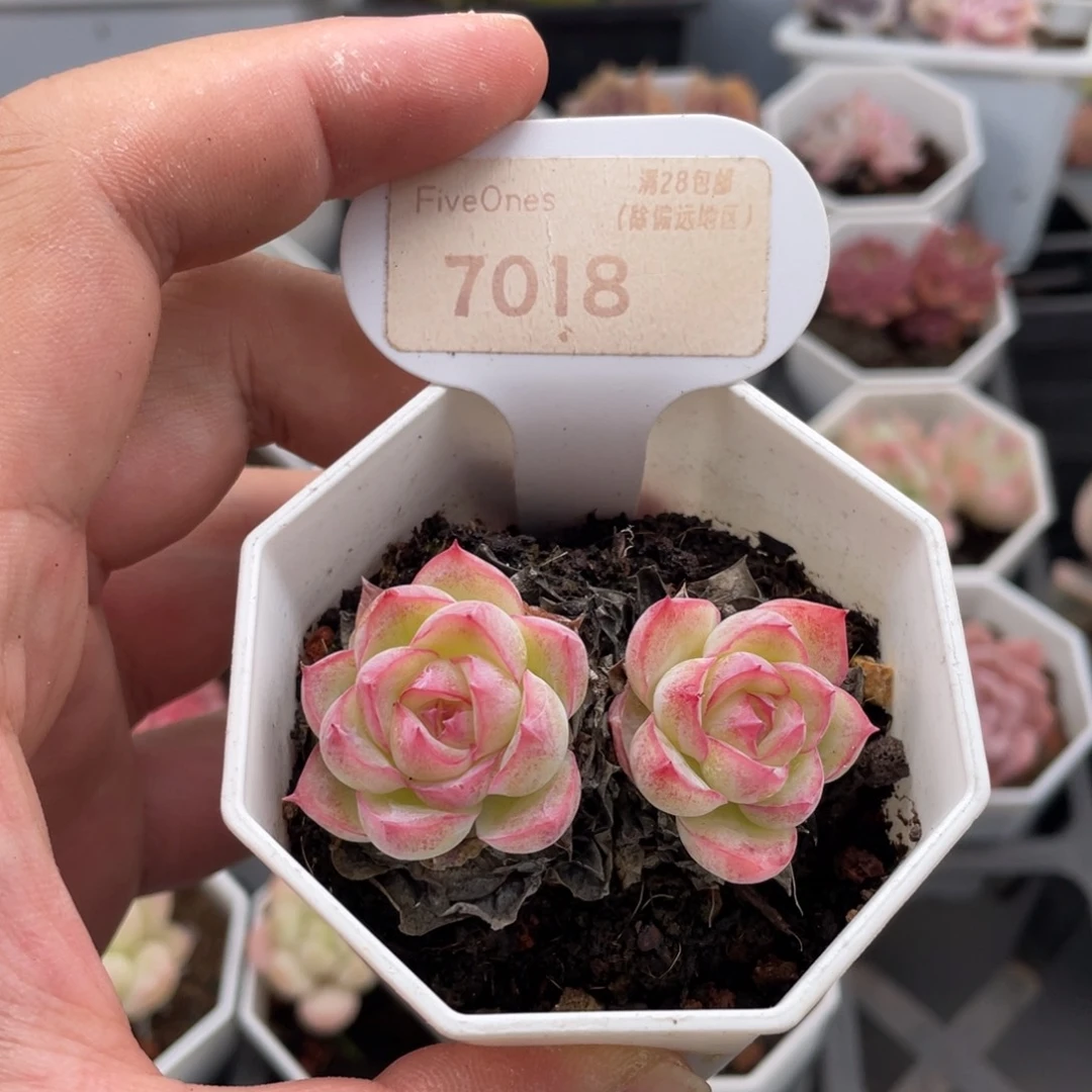 孤星7018-5.5厘米