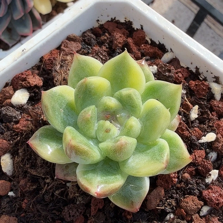 阿尔巴佳人锦，黄锦多肉植物