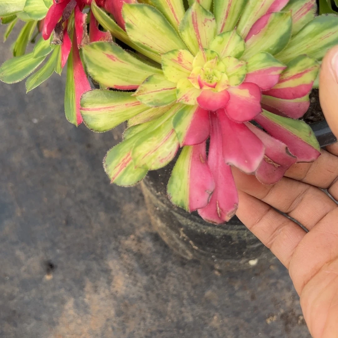 46知否多头多肉多肉多肉