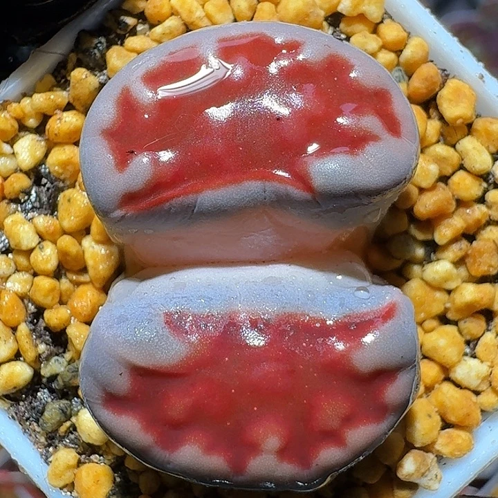 生石花11221。  3.0左右。  186