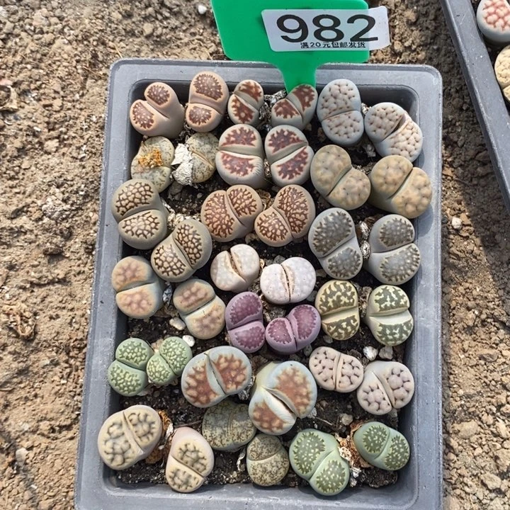 依***～生石花小苗等多处982