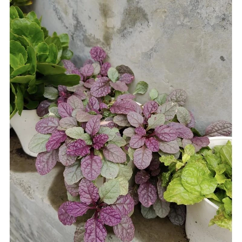 [霓虹灯筋骨草/1加仑大盆] 玫红多年生庭院室外地栽四季常青植物