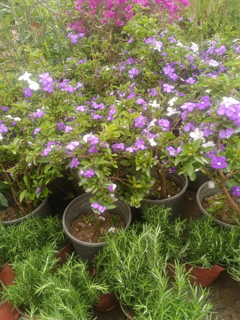 老桩双色茉莉鸳鸯茉莉木本植物 多年生 浓香四季开花盆栽