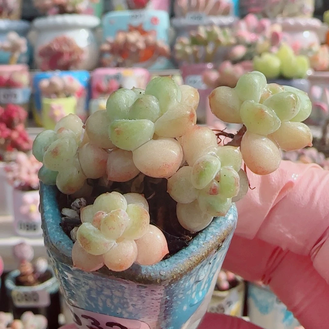 丸叶阳光玫瑰 盆口2.5cm