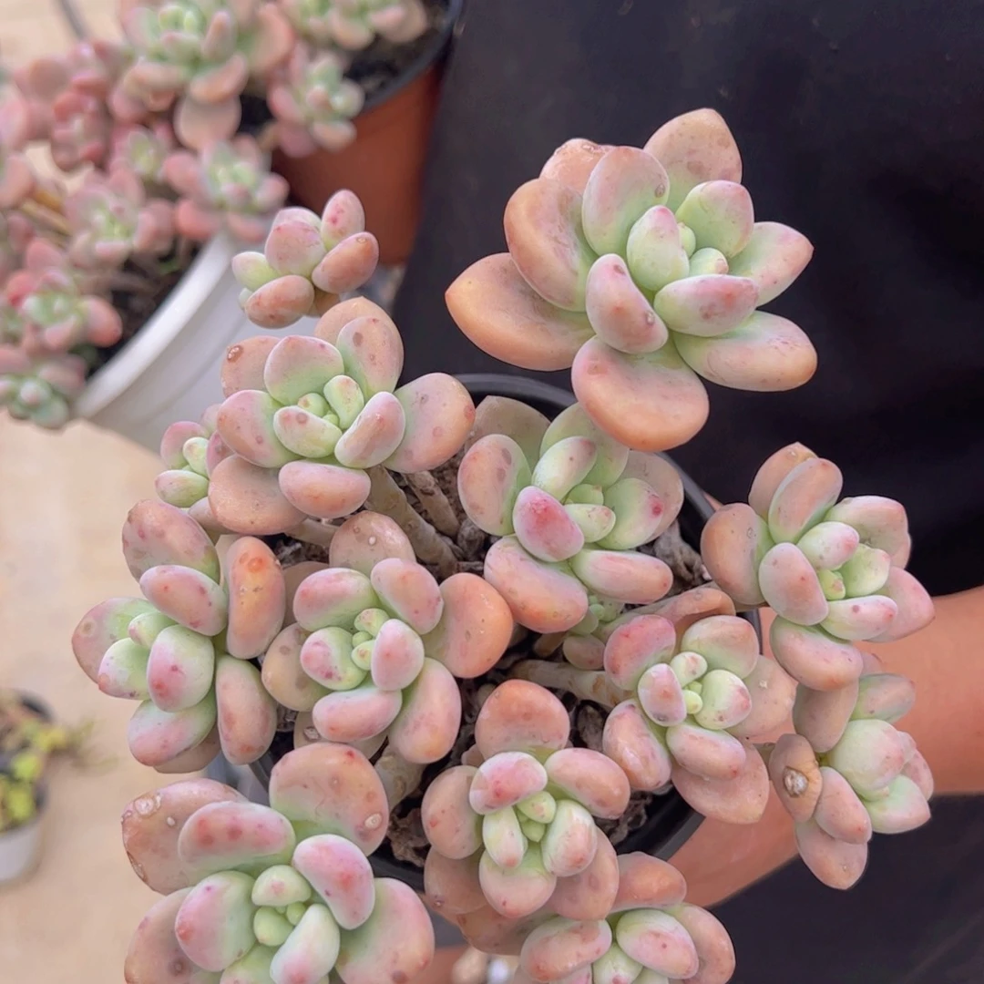 红洛神整装整群，160杯