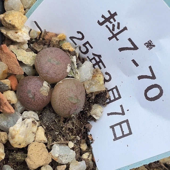 7-70丹空多肉植物肉锥
