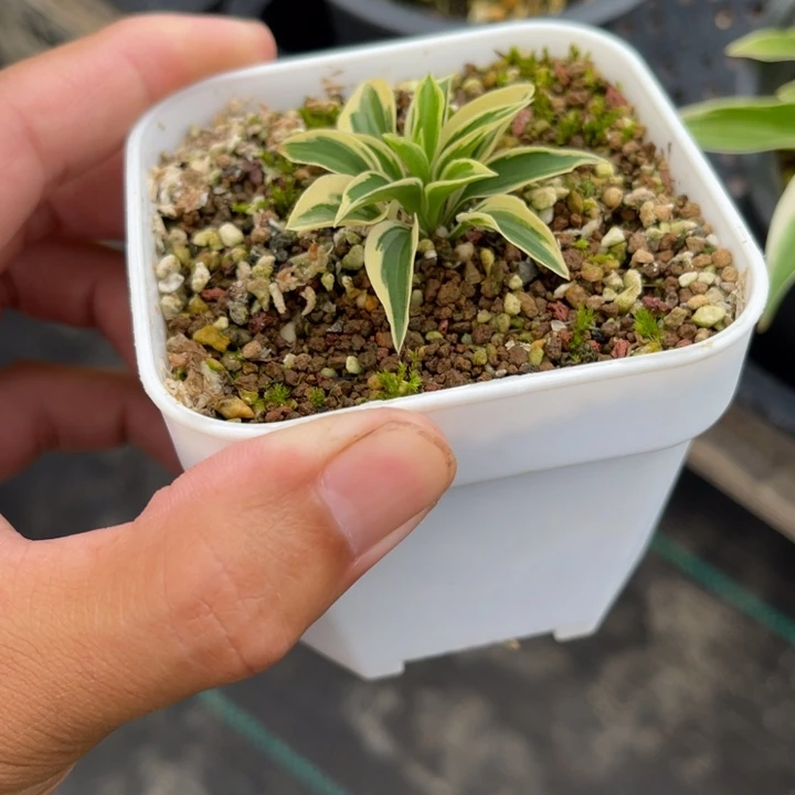 无花朵三*盆栽盆栽植物