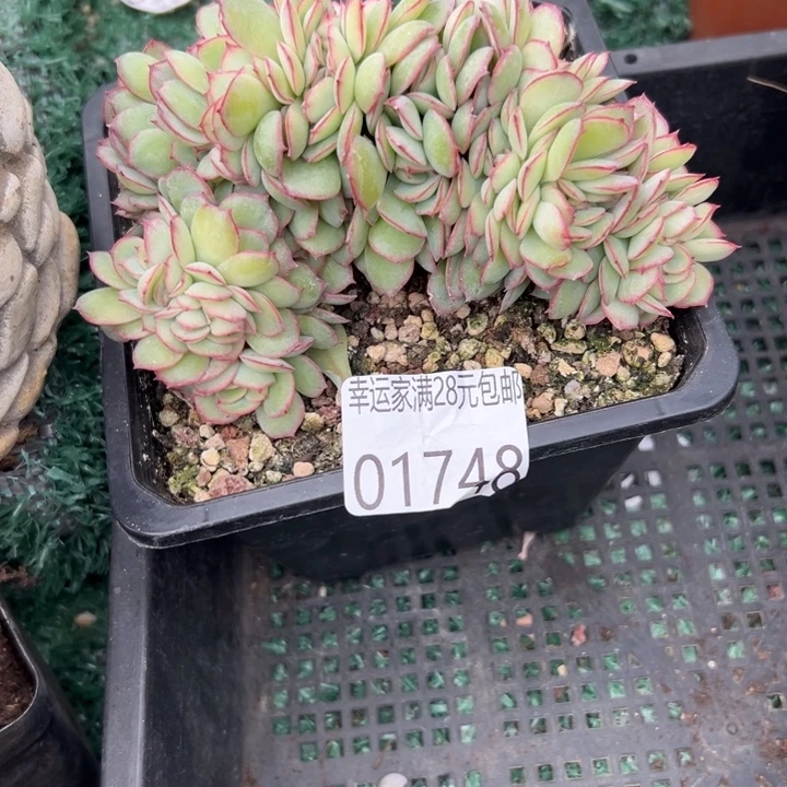 幸运儿是一位非常优秀 幸运