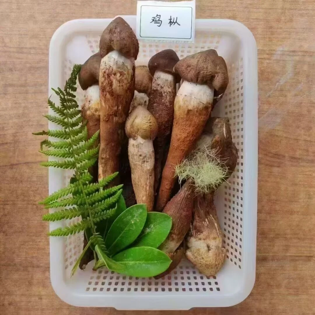 云南特产新鲜食用野生菌鸡枞菌