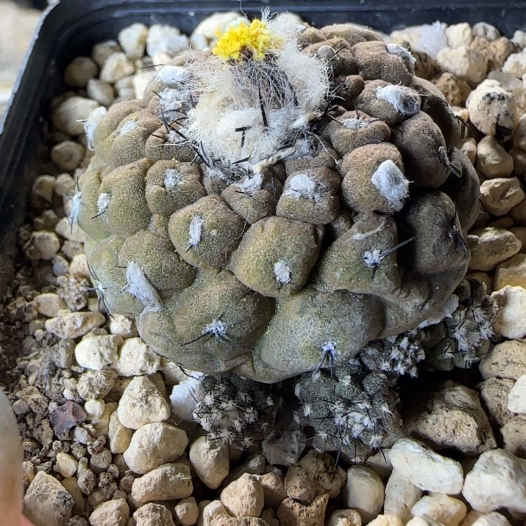 032实生蜥蜴皮多肉