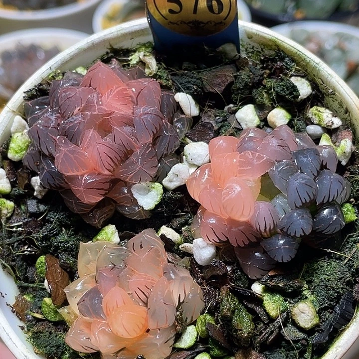 576拼盘一套特选福利